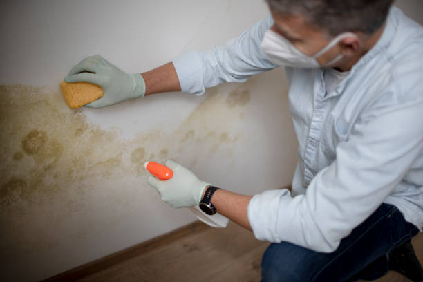 Best Mold removal after water damage  in Riviera Beach, MD